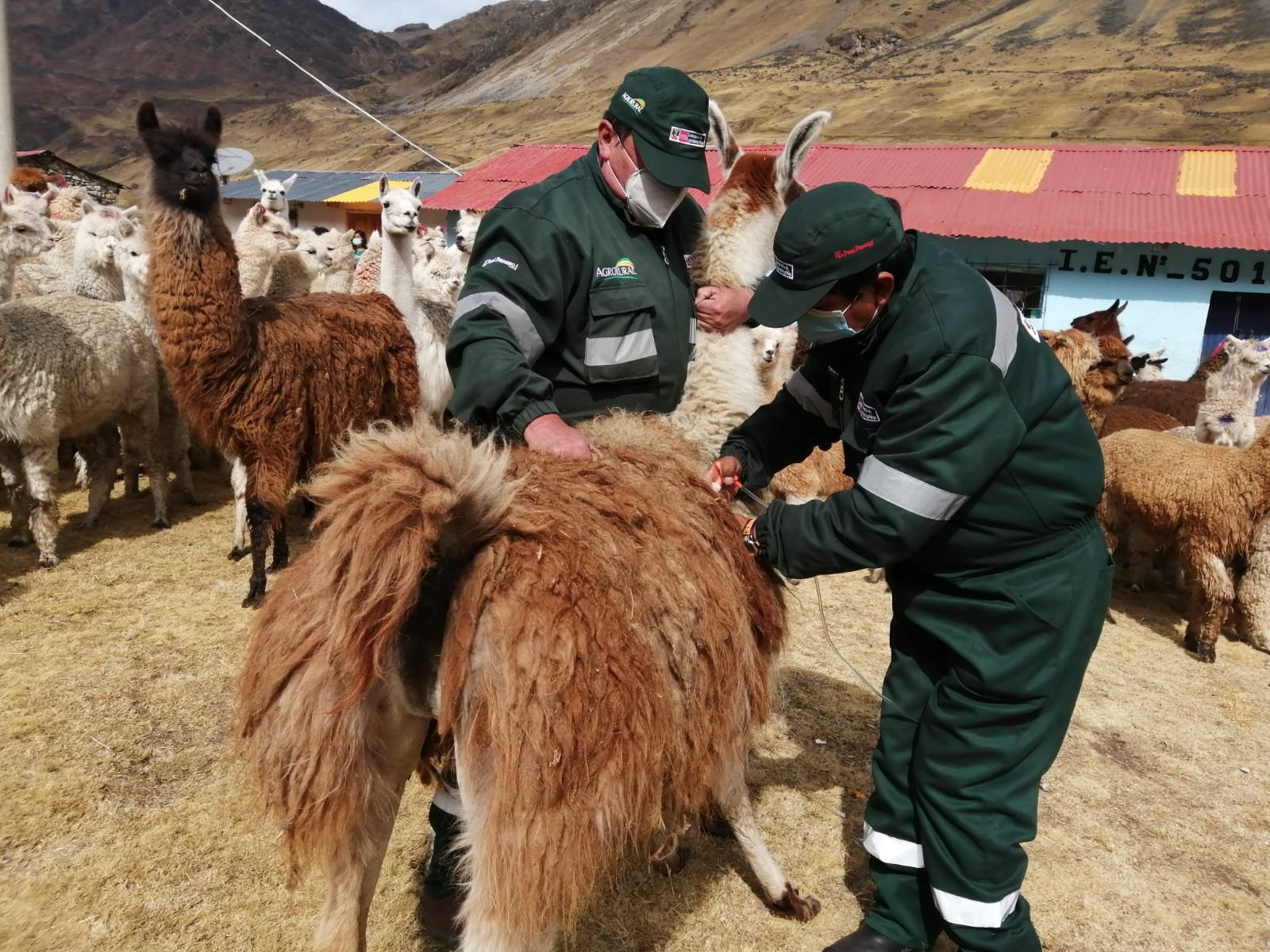 Buscan reducir mortalidad de ganado ovino y alpacas en zonas altoandinas