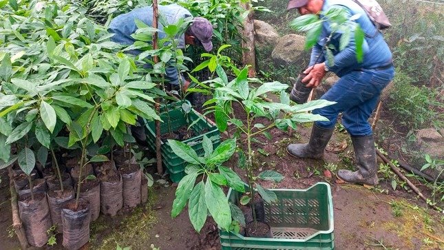Distribuyen 56 mil 800 plantones injertados de palta hass en Cholón