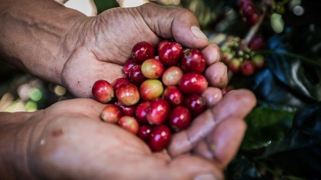 Reconocerán a los diez mejores cafés del valle de Chipaquillo