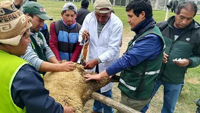 Inia realiza trabajos de mejoramiento genético de ovinos y caprinos en Pachas