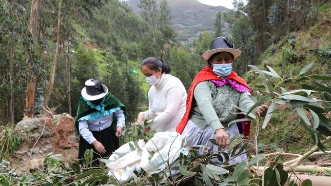 Emprendedoras pasqueñas hicieron del eucalipto una oportunidad de negocio