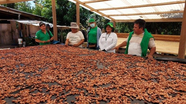 Con abono orgánico buscan mejorar la producción de cacao