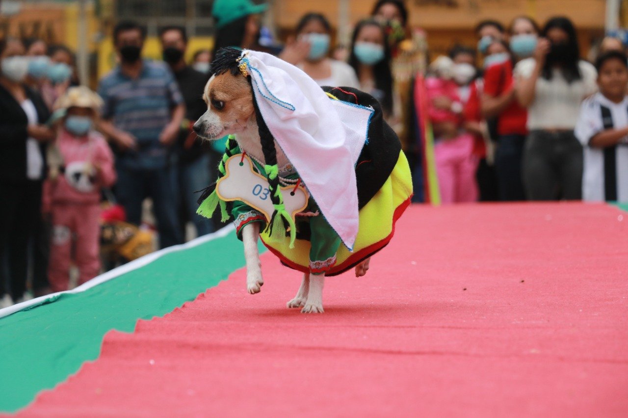 Aniversario de Huánuco: singular desfile de modas canino concitó la atención del público