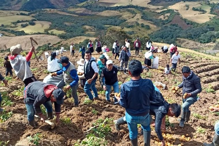 26,313 agricultores de Huánuco cobrarán S/ 30.7 millones del Fertiabono