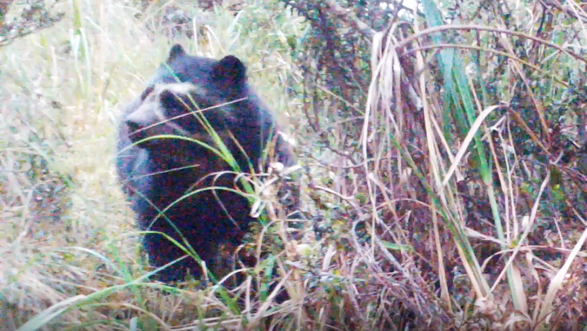 El oso de anteojos es uno de los habitantes del Bosque Montano de Carpish