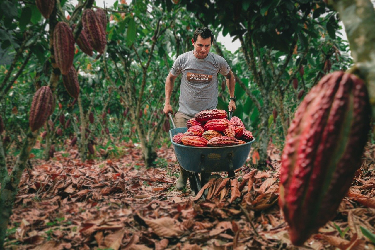 El cacao, en el Día del Chocolate