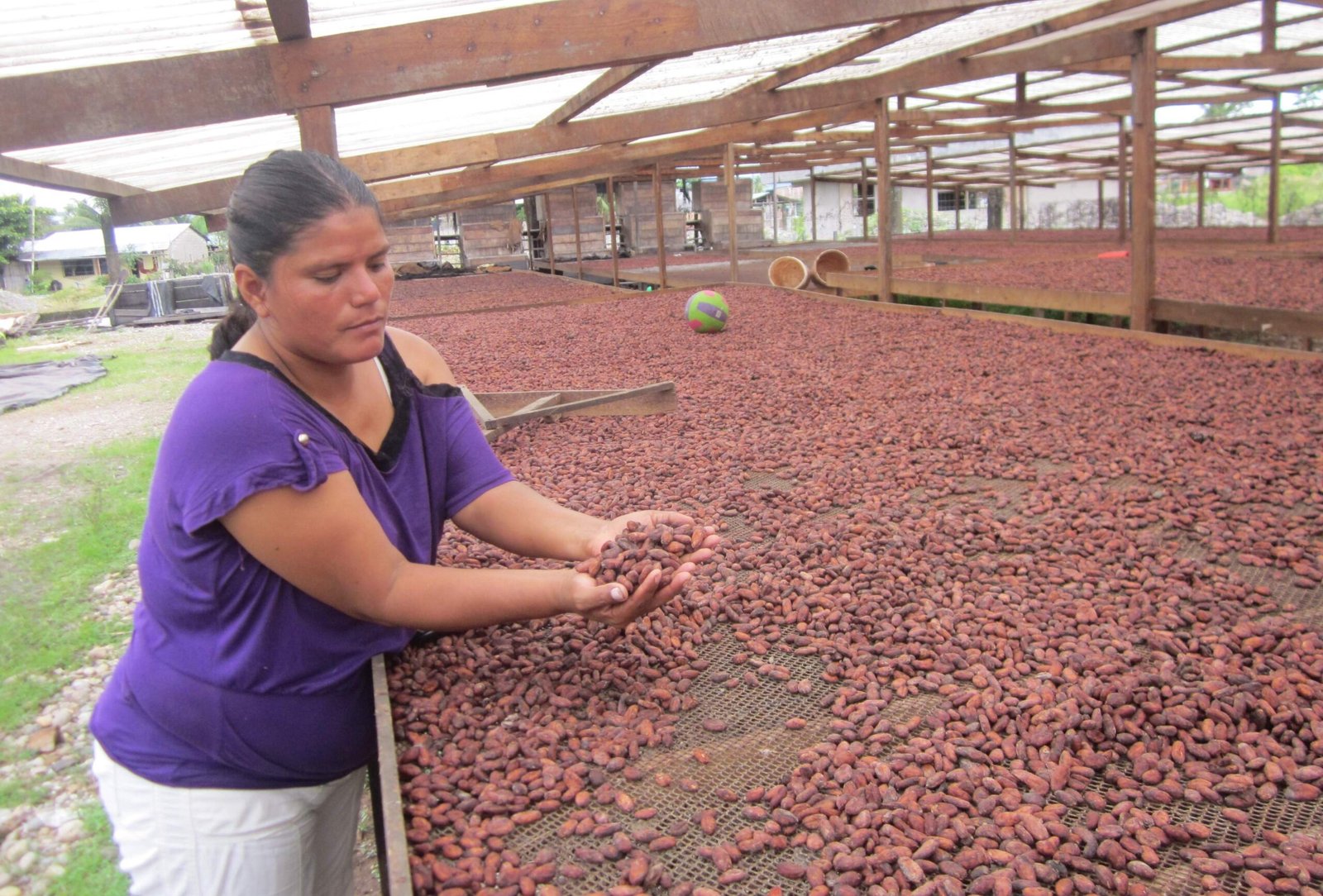 Huánuco es una de las principales regiones productoras de cacao