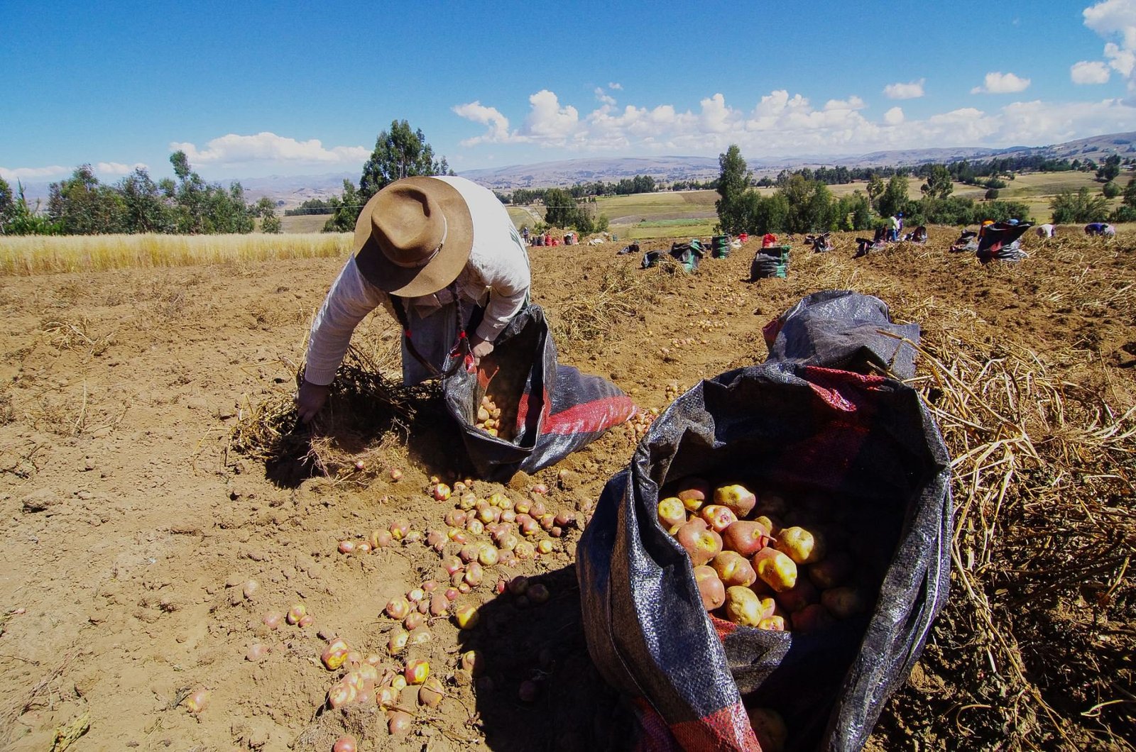 El Inei reporta disminución de producción de papa en Huánuco