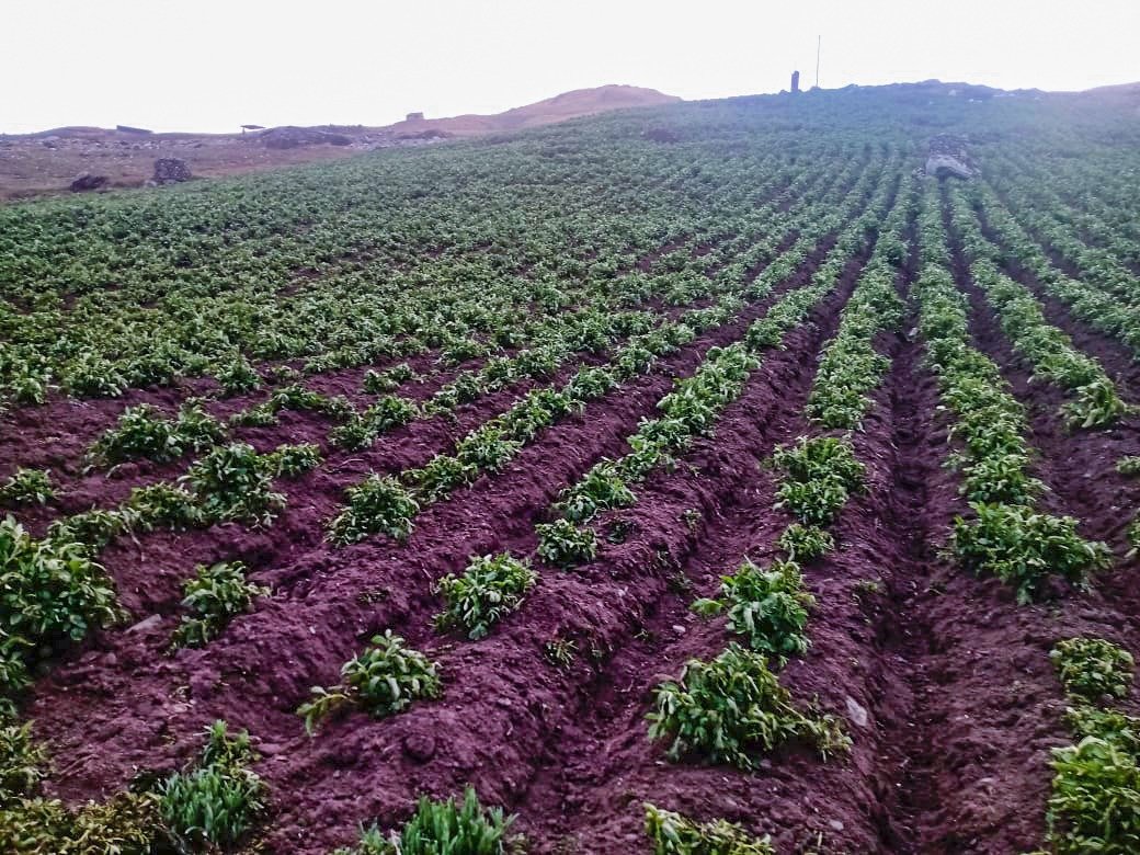 Heladas dañan 110 hectáreas de cultivos en varios distritos