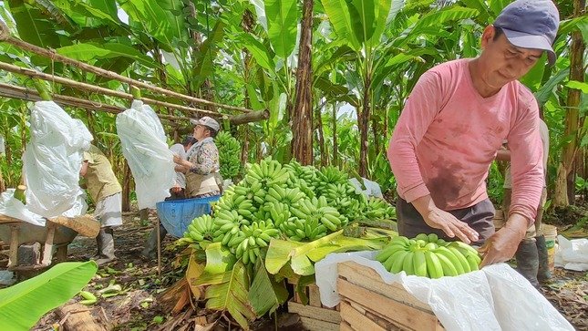 Con inversión de S/ 7.3 millones impulsan producción de plátano en el Alto Huallaga