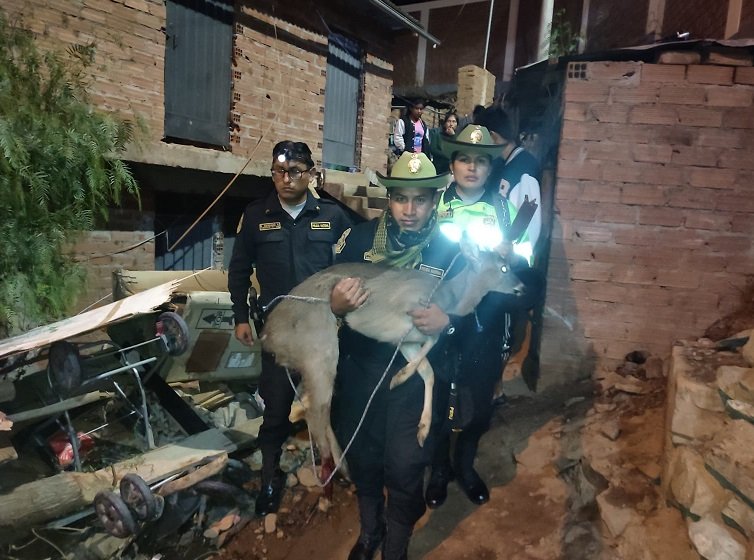 <strong>Policías de Materia Ambiental rescatan a venado herido</strong>