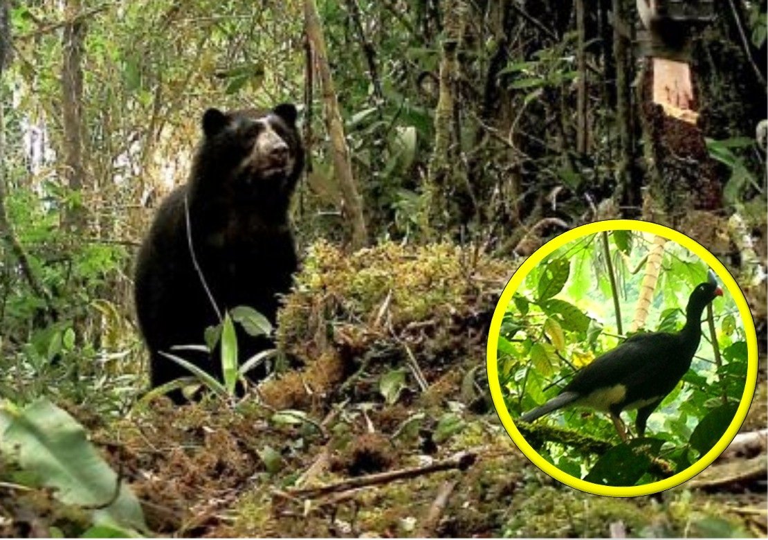 <strong>Reserva Comunal El Sira conserva a los emblemáticos oso de anteojos y paujil</strong>