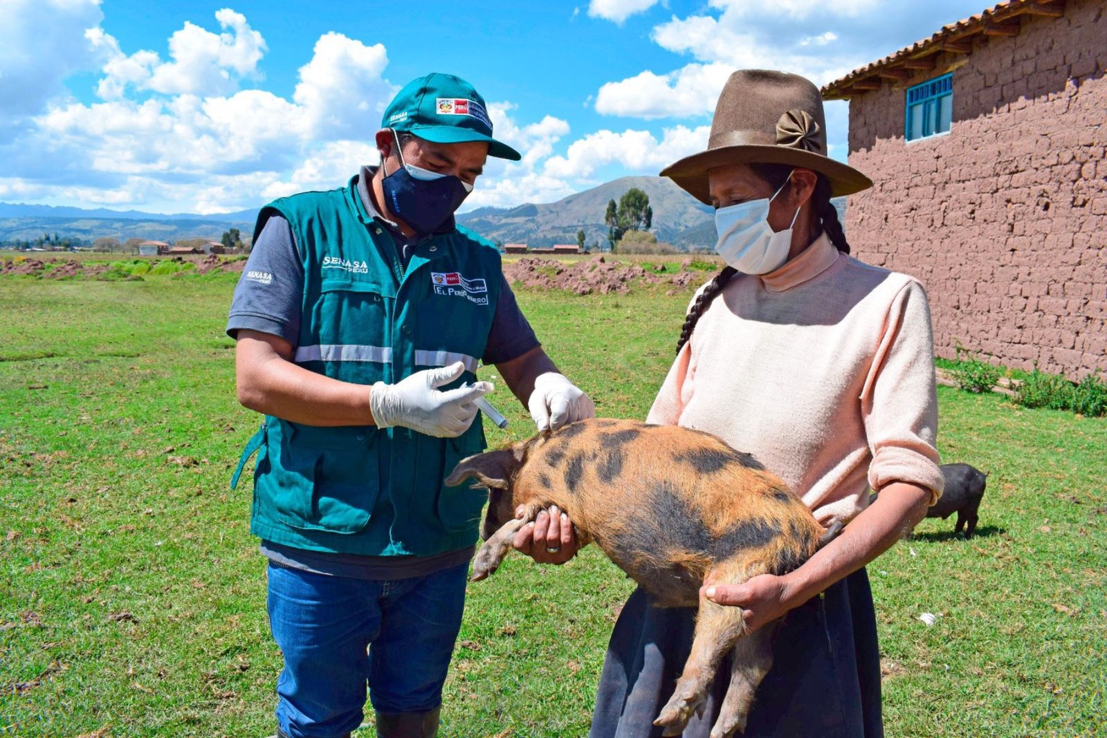<strong>Senasa vacunará contra la peste porcina a 2.51 millones de cerdos en 15 regiones</strong>
