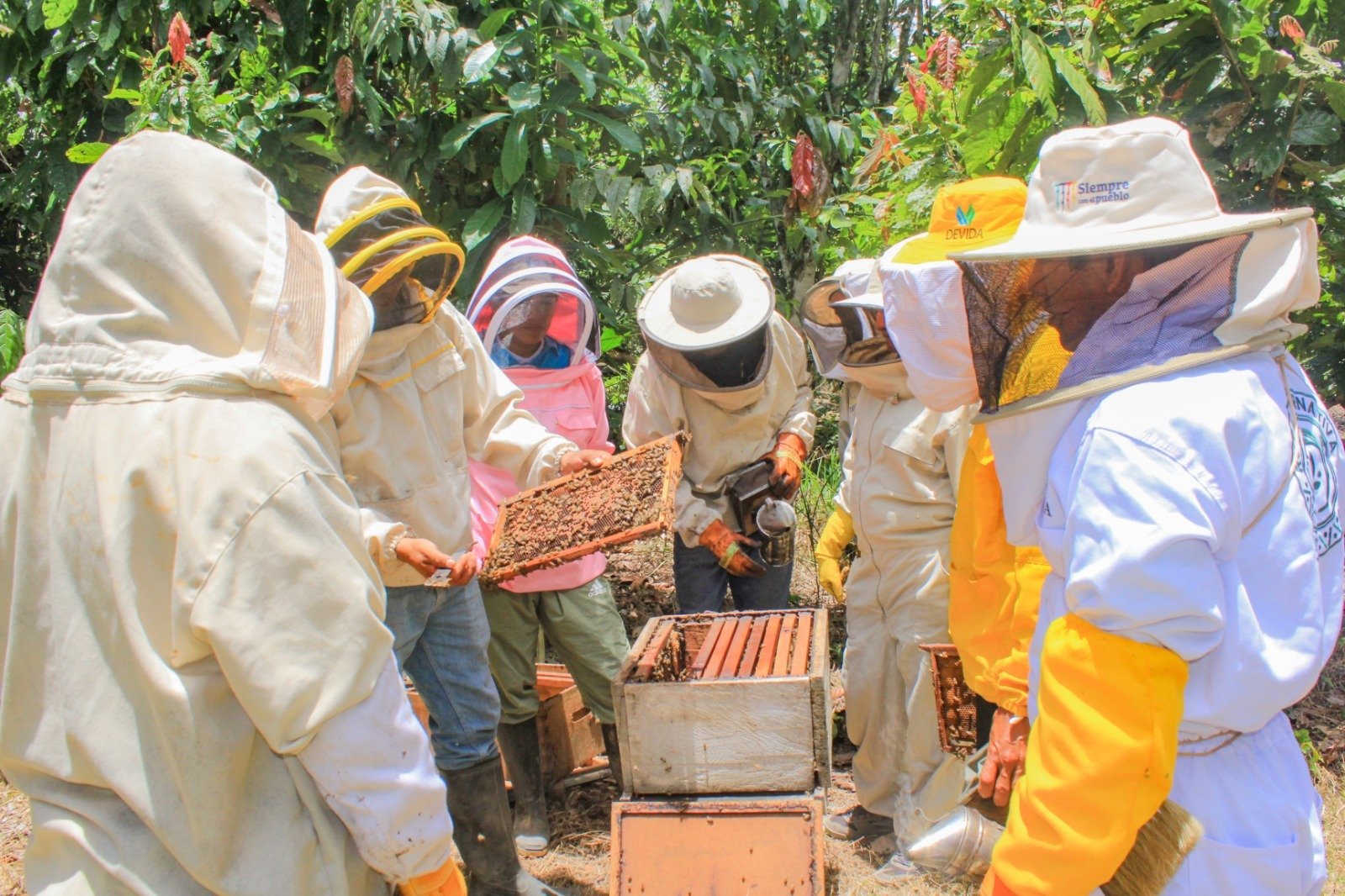 Apicultores de Monzón y Ato Huallaga estiman producir 36 mil kilos de miel este año