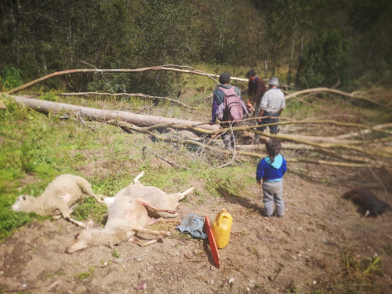 ¡Milagro! Abuela, hija y nietos salvan de morir aplastados por un árbol que mató las ovejas que pastaban