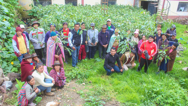 Productores de Chullay emprenden cultivo de cinco mil plantones de palto