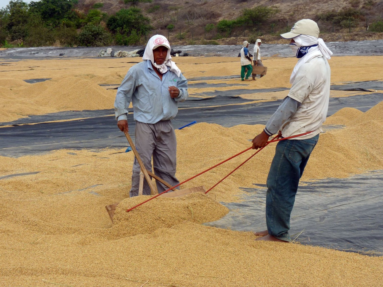 Perú: producción de arroz creció 5% en enero 2023