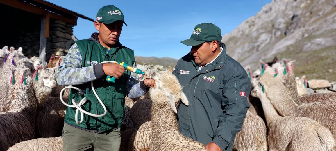 Entregan kits veterinarios para 70 mil alpacas y ovinos de siete provincias de Huánuco