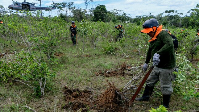 Erradican más 1640 hectáreas de cultivos ilegales de coca
