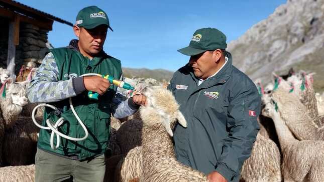Protegen del friaje a Ovinos y alpacas en cinco zonas de Huánuco