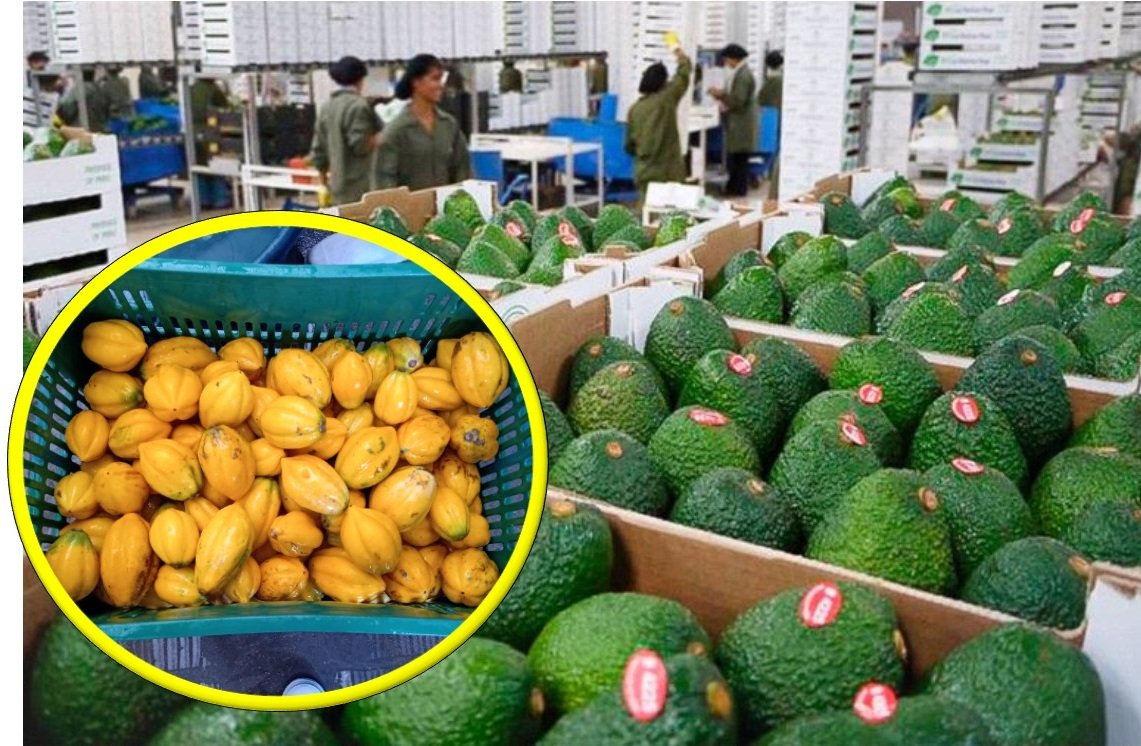 Huánuco logró US$ 2,7 millones por envíos a mercados del exterior de papaya andina y palta