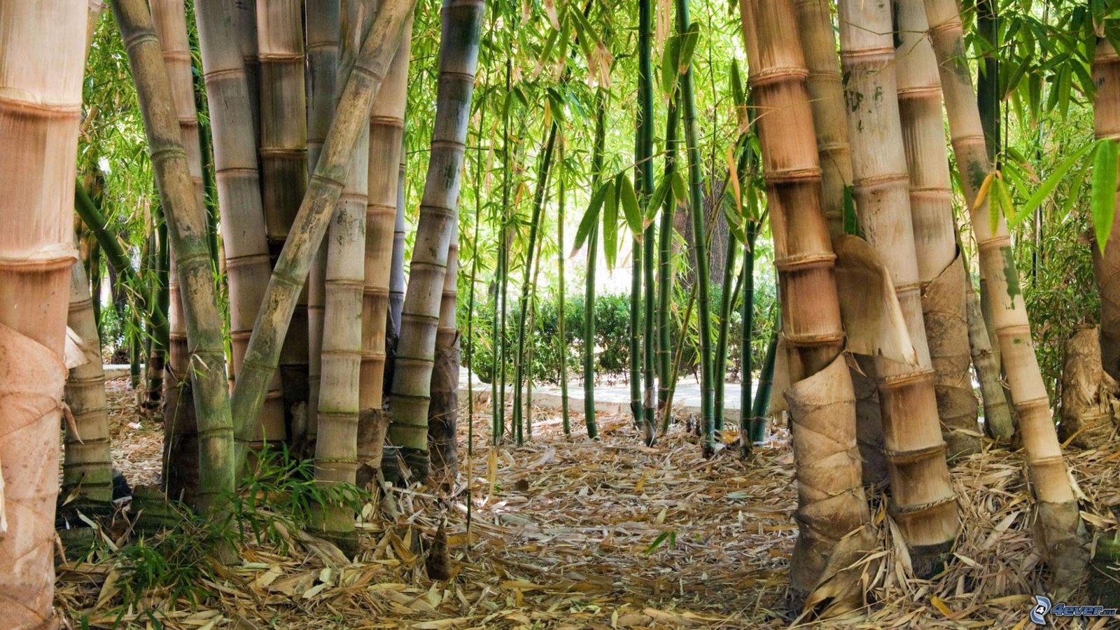 El bambú y su gran valor para formar muros de contención natural