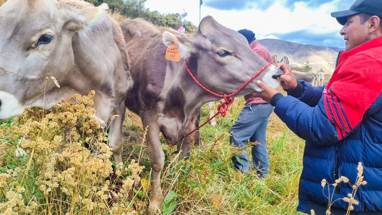 Procompite entregó 30 vacas lecheras a ganaderos del poblado de Alcas