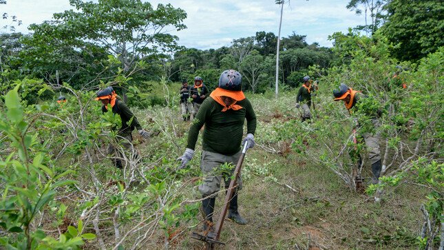 13 mil hectáreas de cultivos de hoja de coca erradicadas en lo que va del 2023