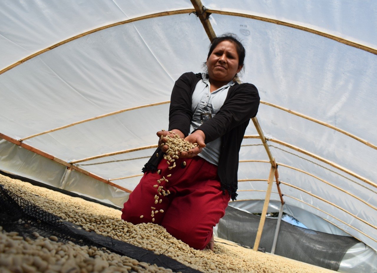 Producción de café y papa aumentó en Huánuco en junio