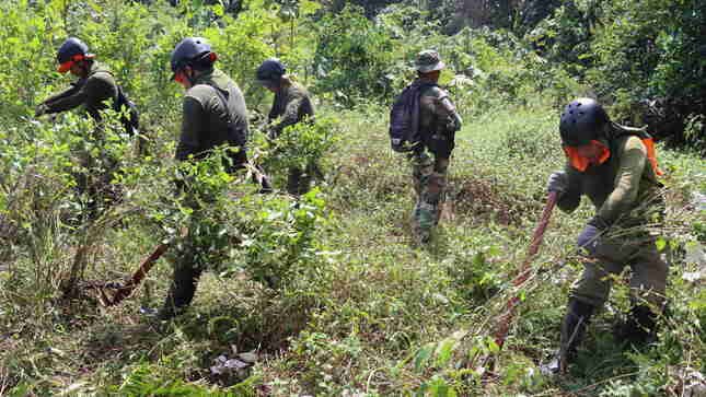 Ya erradicaron casi 15 mil hectáreas de cultivos ilegales de hoja de coca