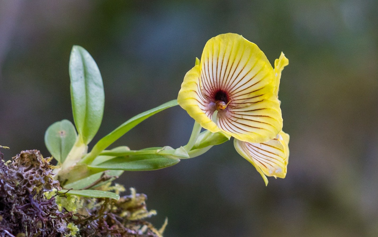 Registran 181 especies de orquídeas en propuesta ACR San Pedro de Chonta