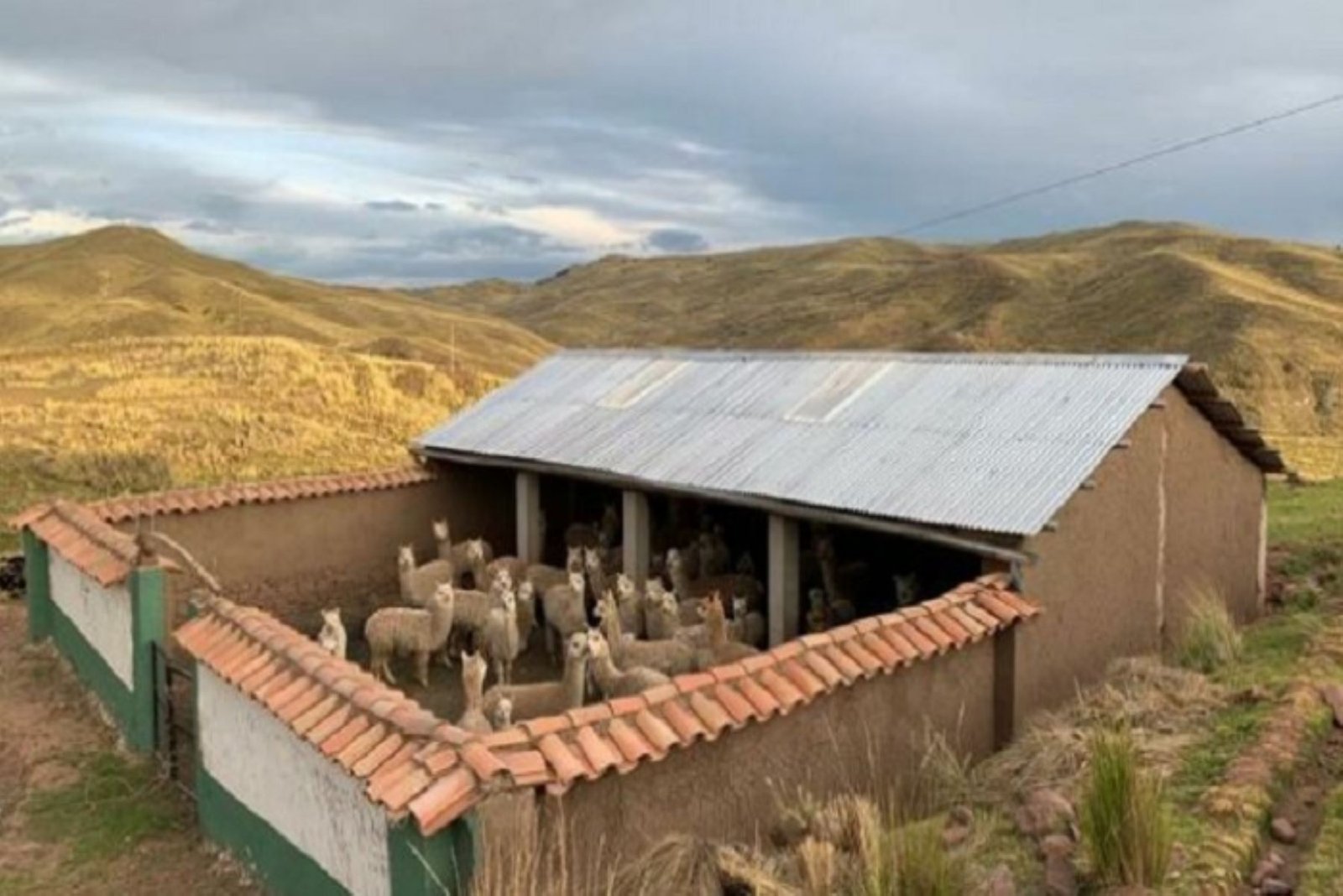 Huánuco cuenta con 86 cobertizos que protegen del frío a ganados