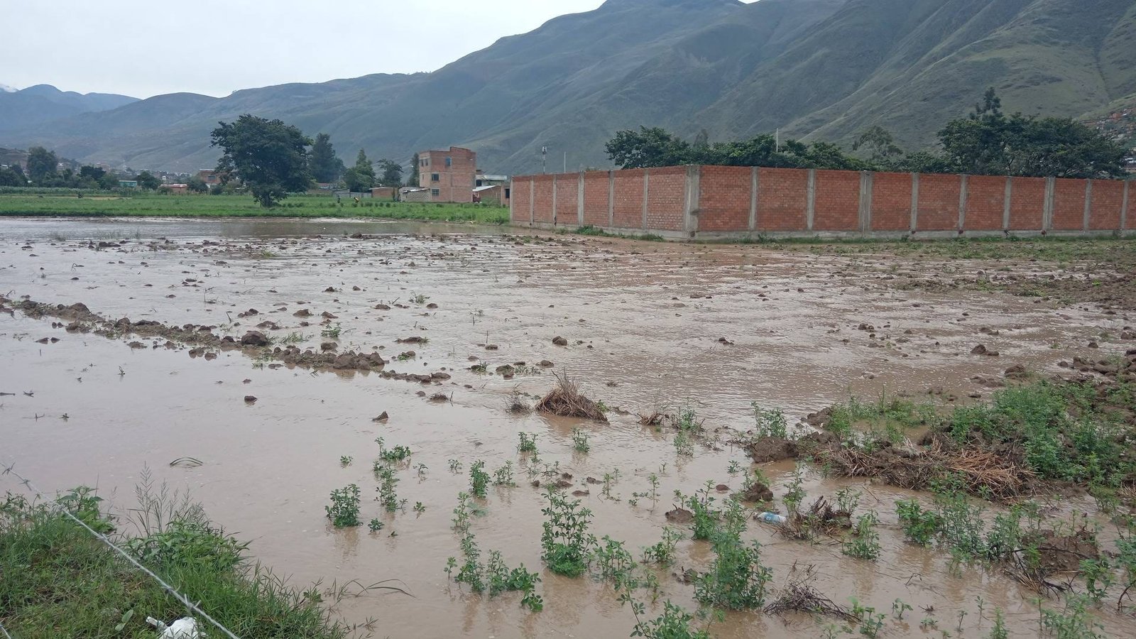  Desborde del río Huallaga dañó varias hectáreas de sembríos en Huachog