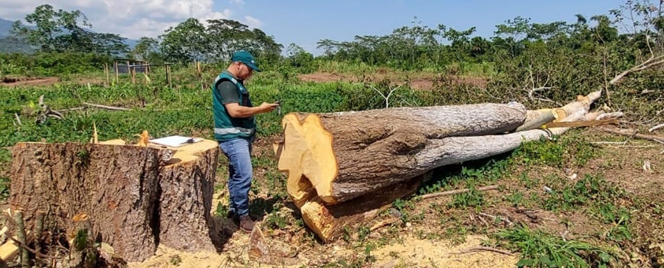 Deforestación incrementó con cifras alarmantes desde el 2014