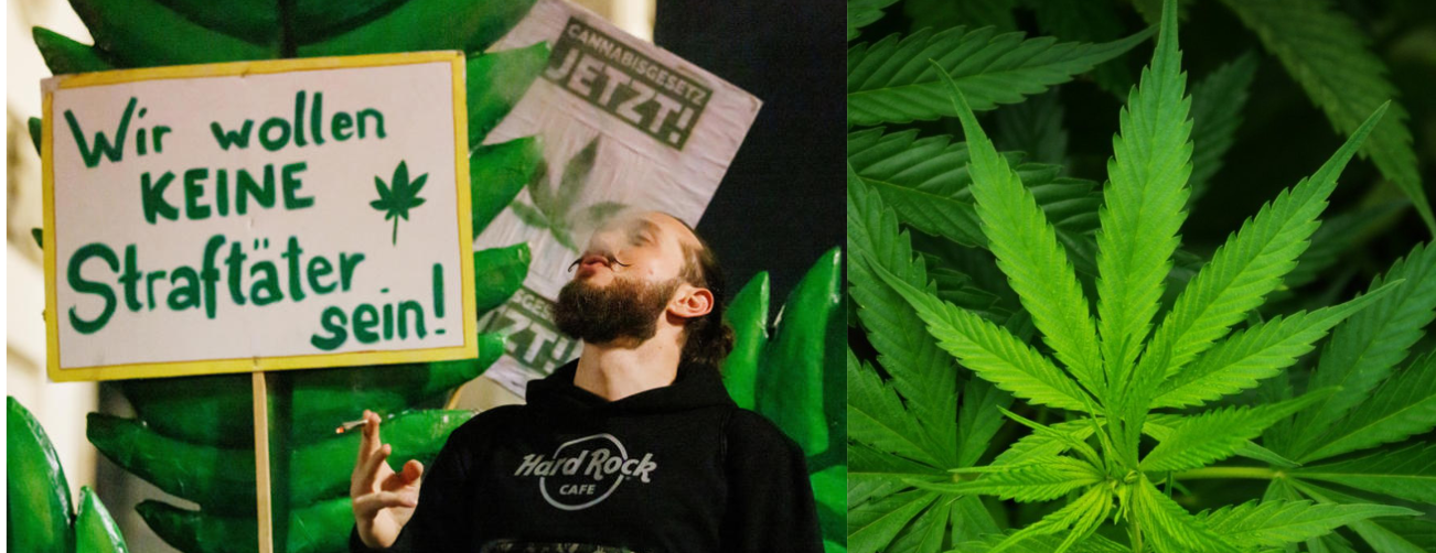 “Alemania legaliza el Cannabis recreativo: un paso histórico a pesar de las críticas”
