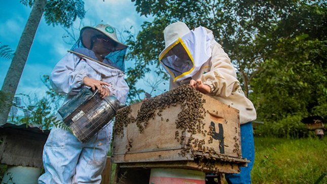 Impulsan la apicultura en 93 caseríos de cuatro provincias de Huánuco