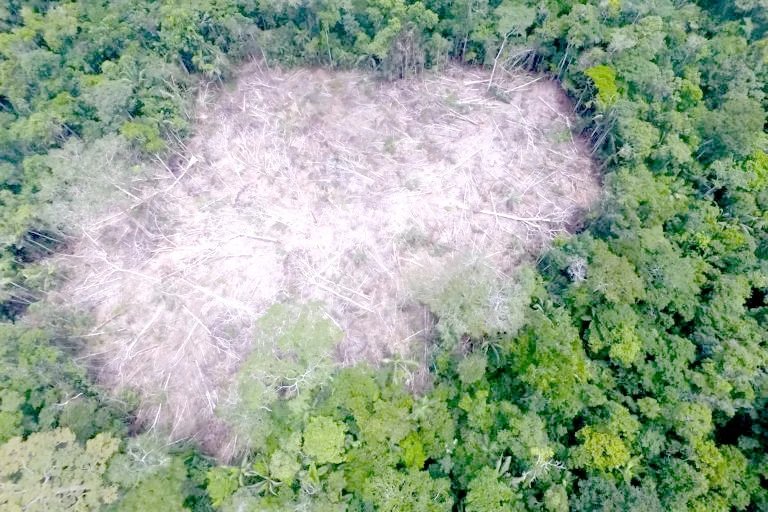 Perdida de bosques concentrada en tres regiones de Perú alcanza 2.9 millones de hectáreas