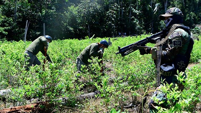 Erradican 3456 hectáreas de cultivos ilegales de coca en Huánuco y Ucayali
