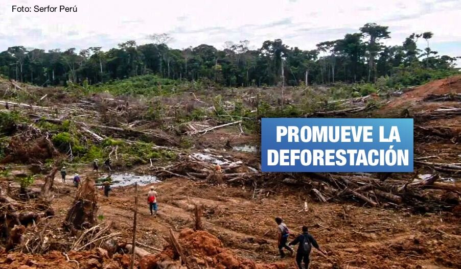 Tribunal Constitucional admite a trámite demanda contra la “ley antiforestal