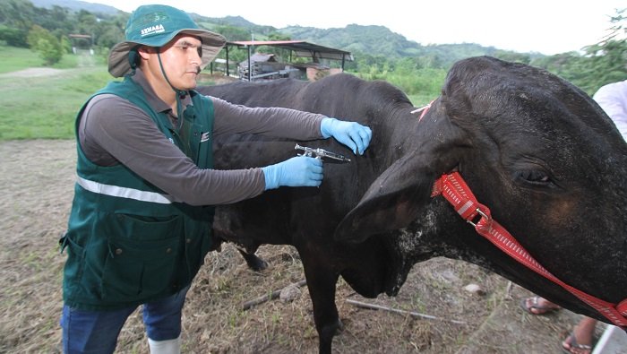 Vacunarán a 261 mil ganados en 16 regiones de Perú para evitar rabia en herbívoros domésticos