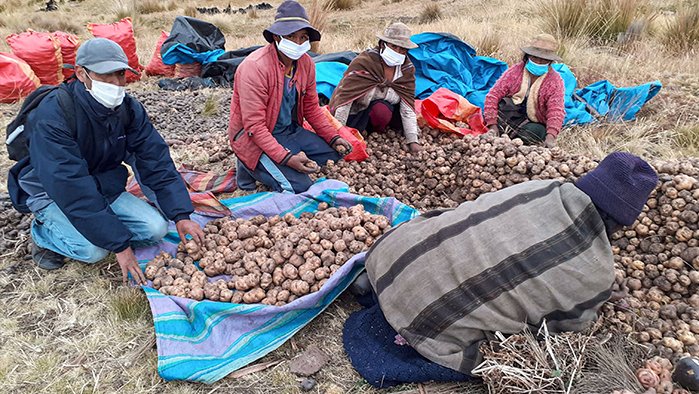 Productores de Huánuco vendieron 90 toneladas de papa nativa a procesadora de snack Inka Crops,