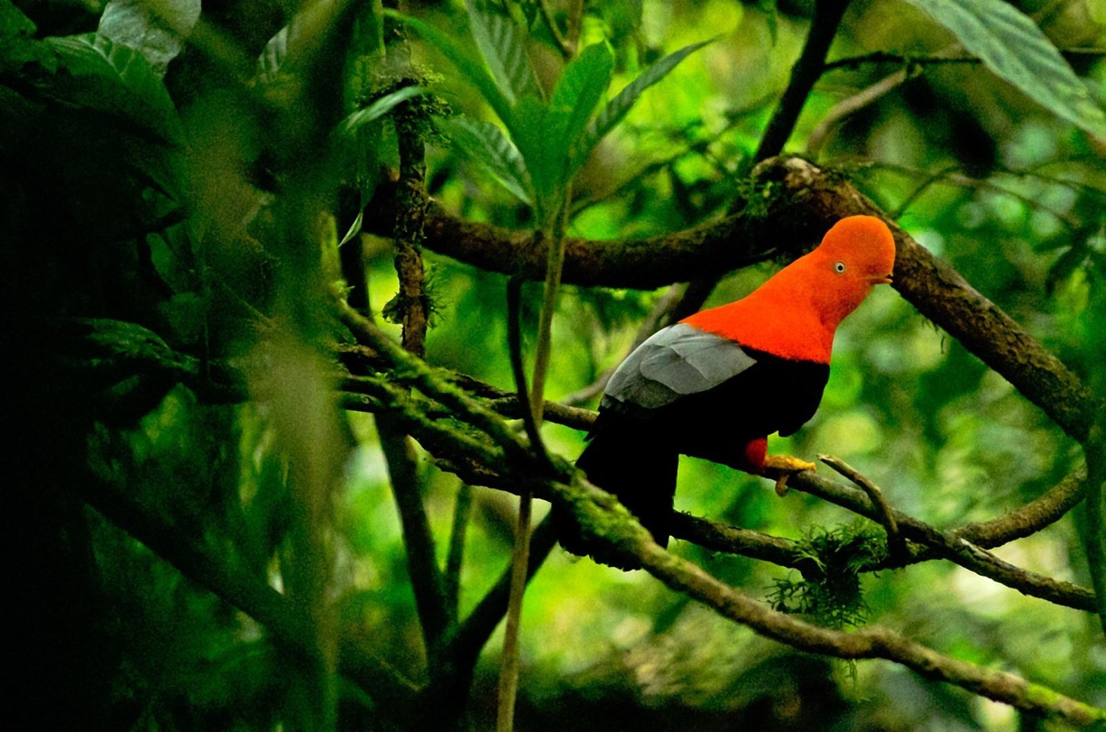 Parque Nacional Tingo María alberga 364 especies de aves