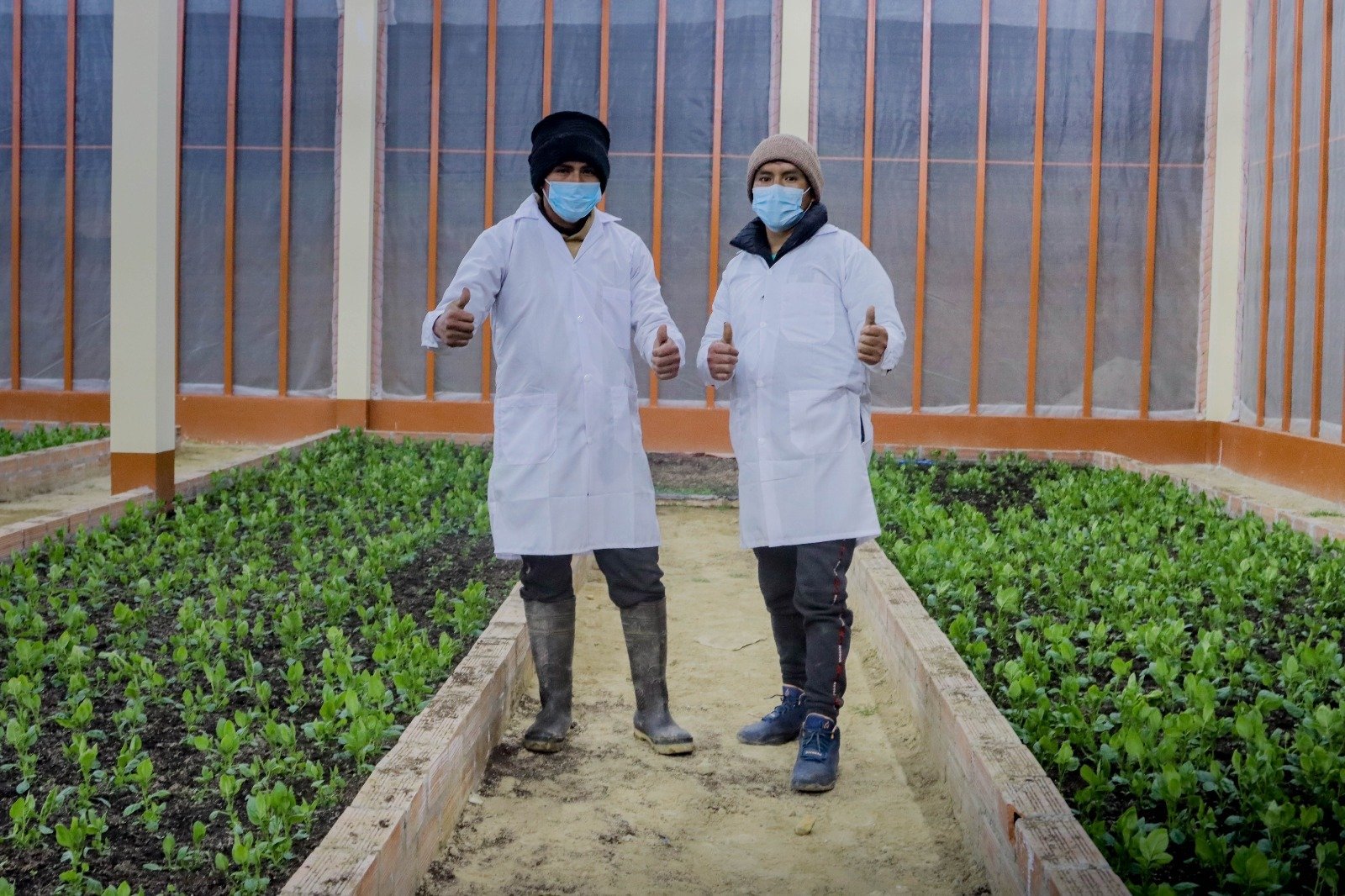 Producirán 80 mil semillas de papa de alta calidad en invernadero de Yuragmarca en Panao