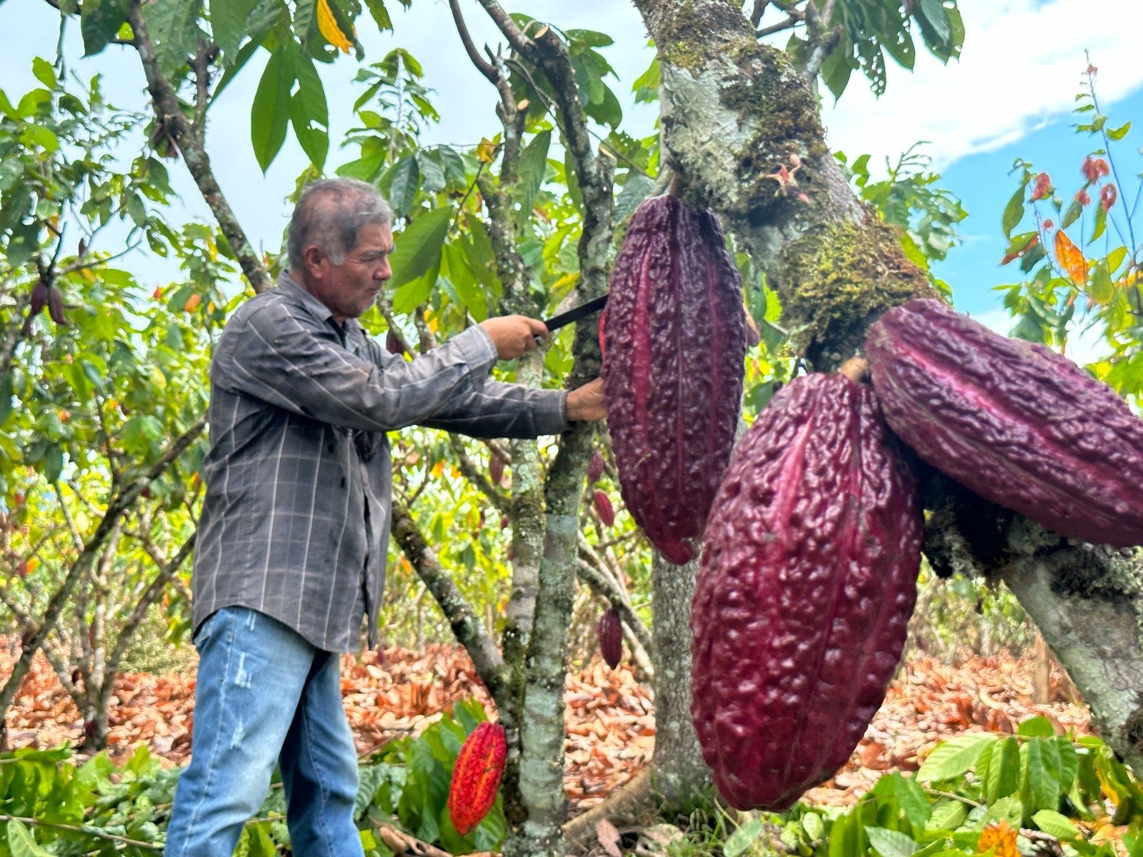 Huánuco es uno de los principales productores de cacao de calidad en Perú