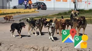 Científicos peruanos usan Google Street View para identificar perros callejeros