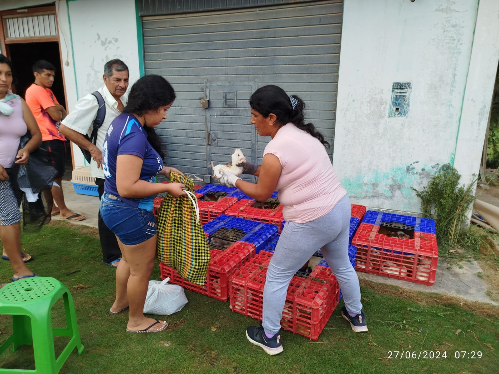 Emprendedoras de Chinchao producen y venden cuyes mejorados