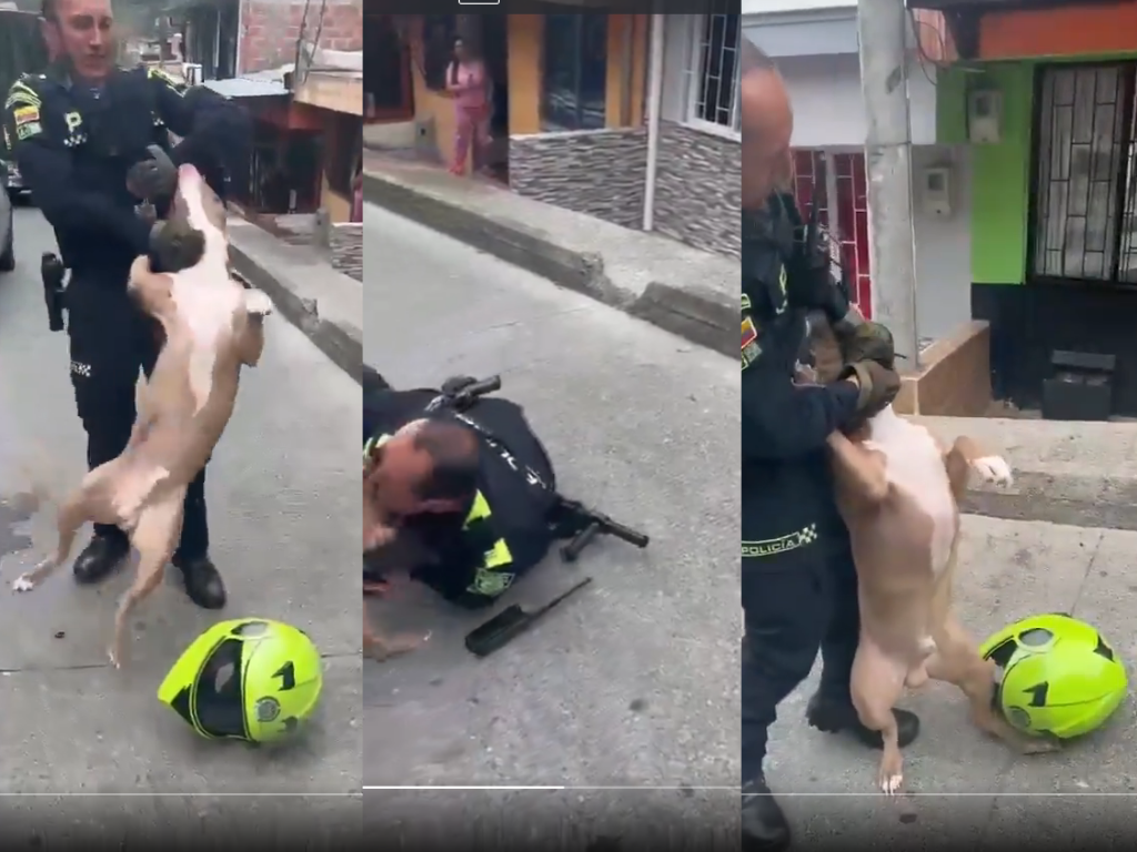 Policía de Manizales explica incidente viral con pitbull tras muerte del animal