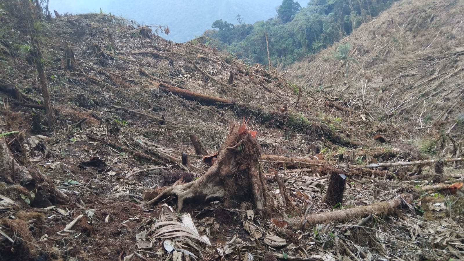 Constatan invasión y destrucción de bosques en el sector Nueva Libertad, en Pillao