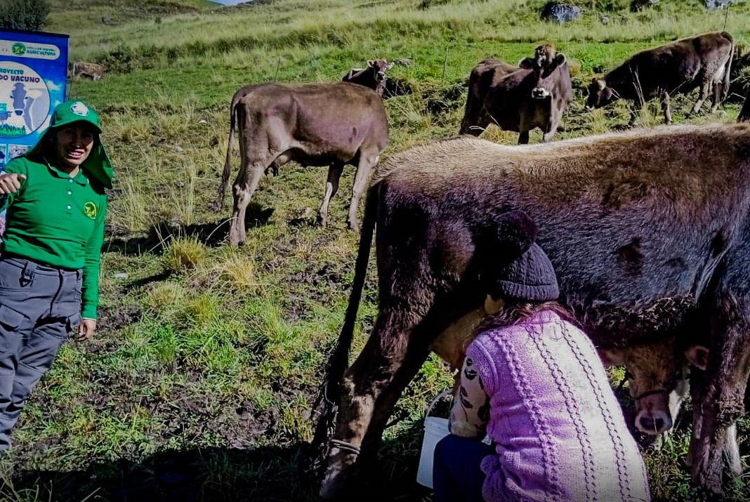 Detectan irregularidades en proyecto de mejoramiento del ganado vacuno