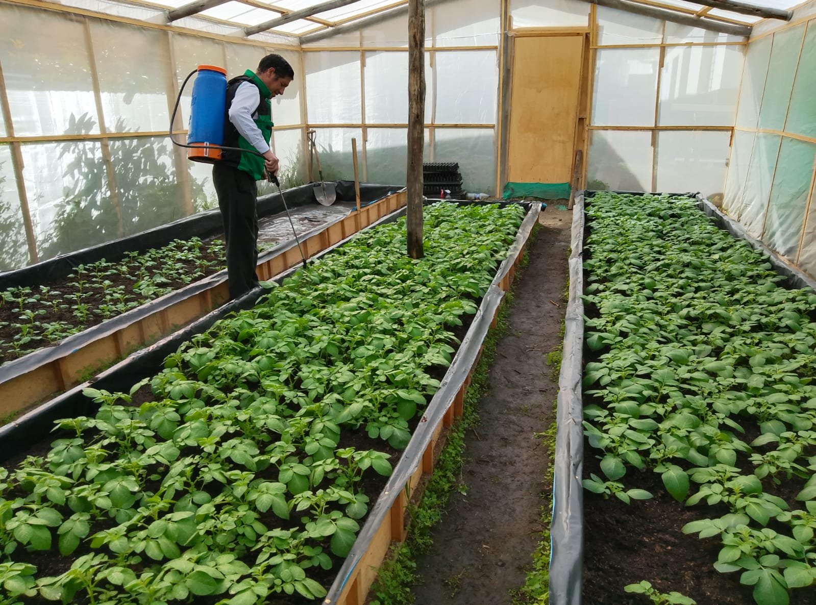 Con plántulas in vitro producirán semillas de papa en Marañón